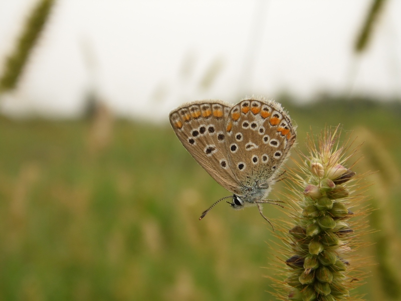Lepidotteri del Parco del Roccolo da ID